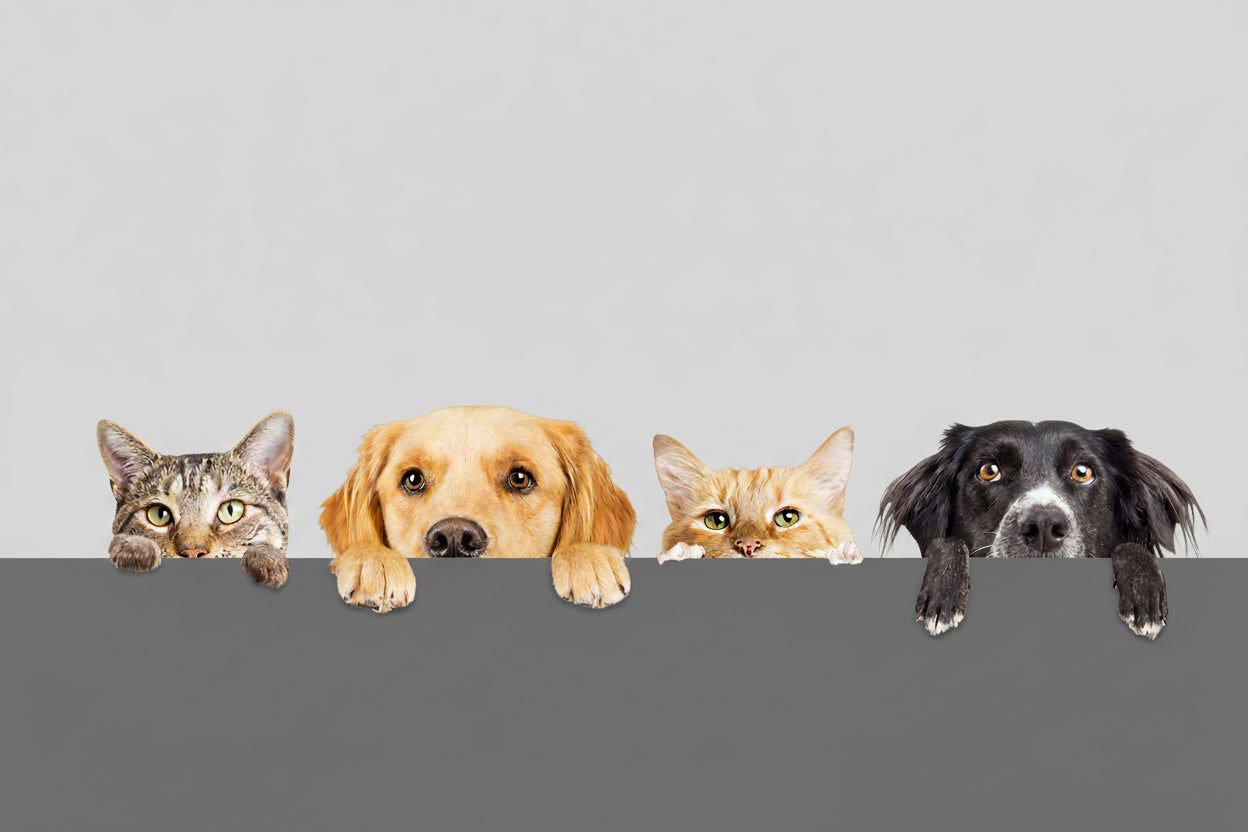 Home Page Banner Image